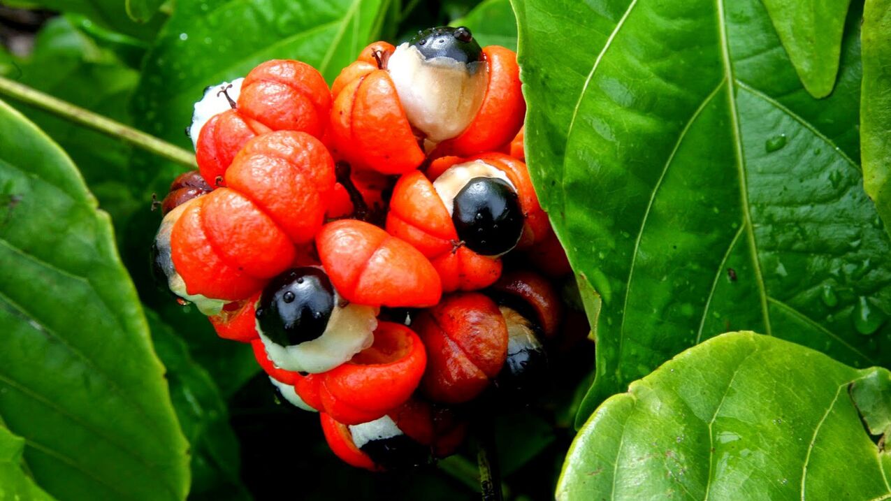 semillas de guaraná en Oculear